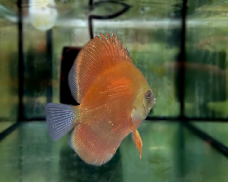Rose Discus ~ 6-7cm